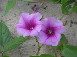 Pink Beach Flowers